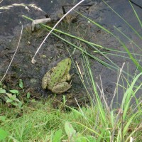Marsh Frog